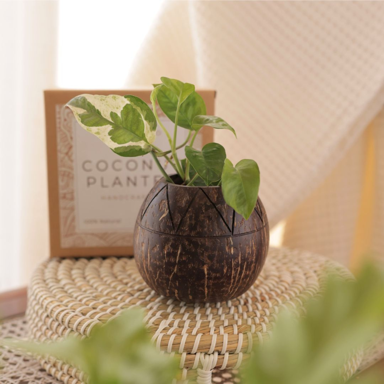 natural indoor plant pots Premium Coconut Shell Planter Pot